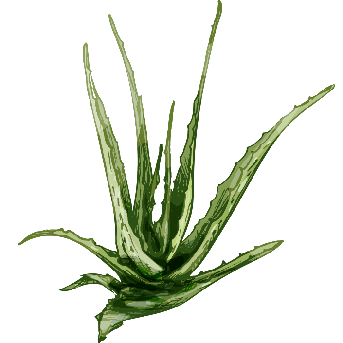 Aloe Vera illustration