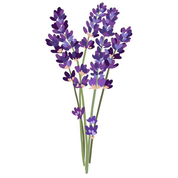 Lavendel illustration