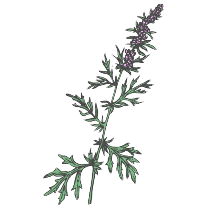 Grå bynke / Mugwort illustration