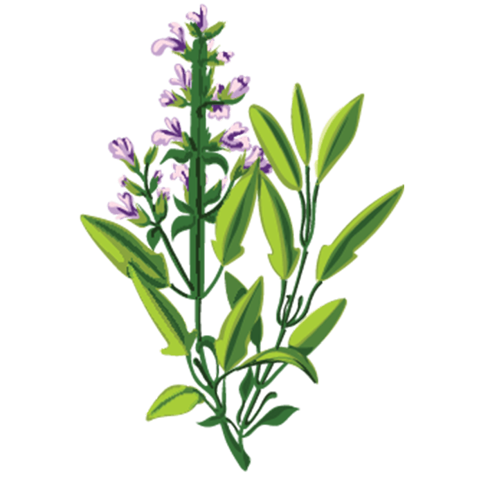 Salvie / Sage illustration