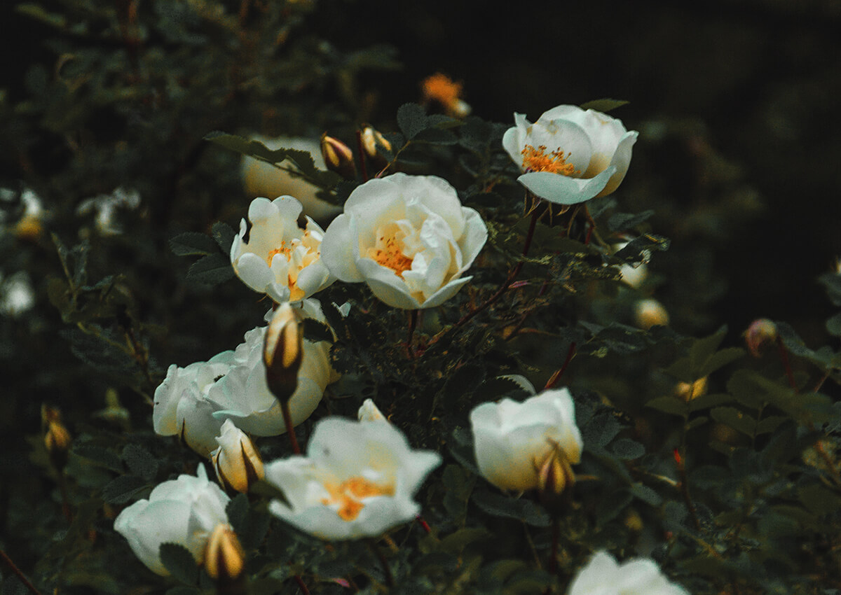 Rosenvand opskrift featured
