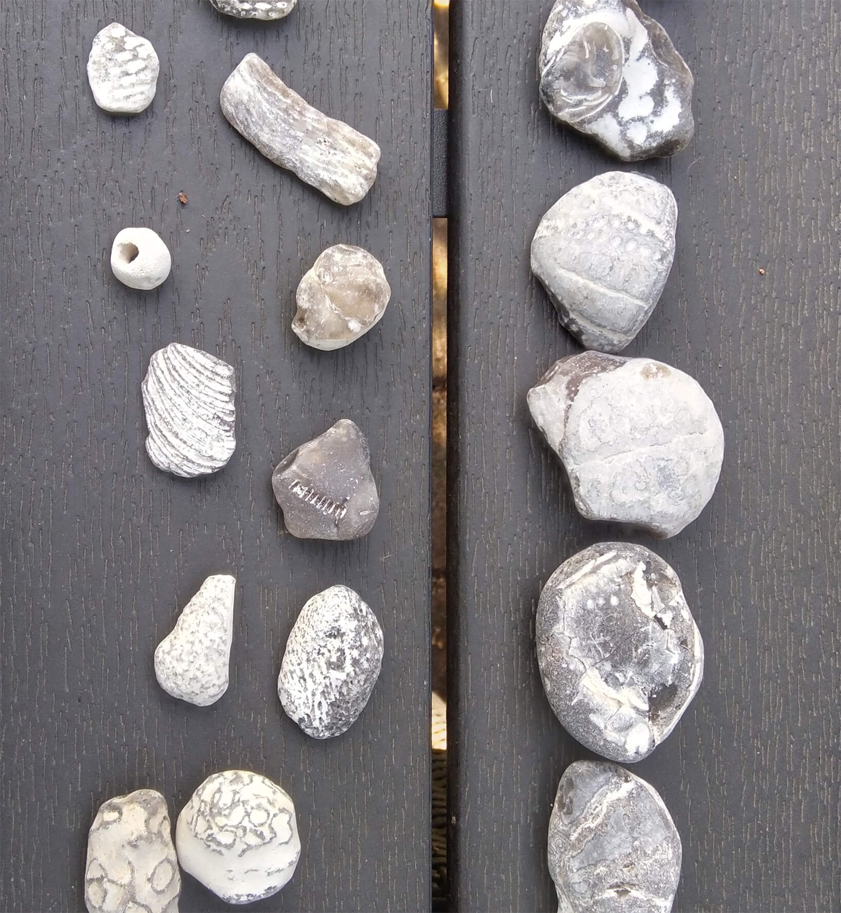 fossiler-i-danmark-eksempler