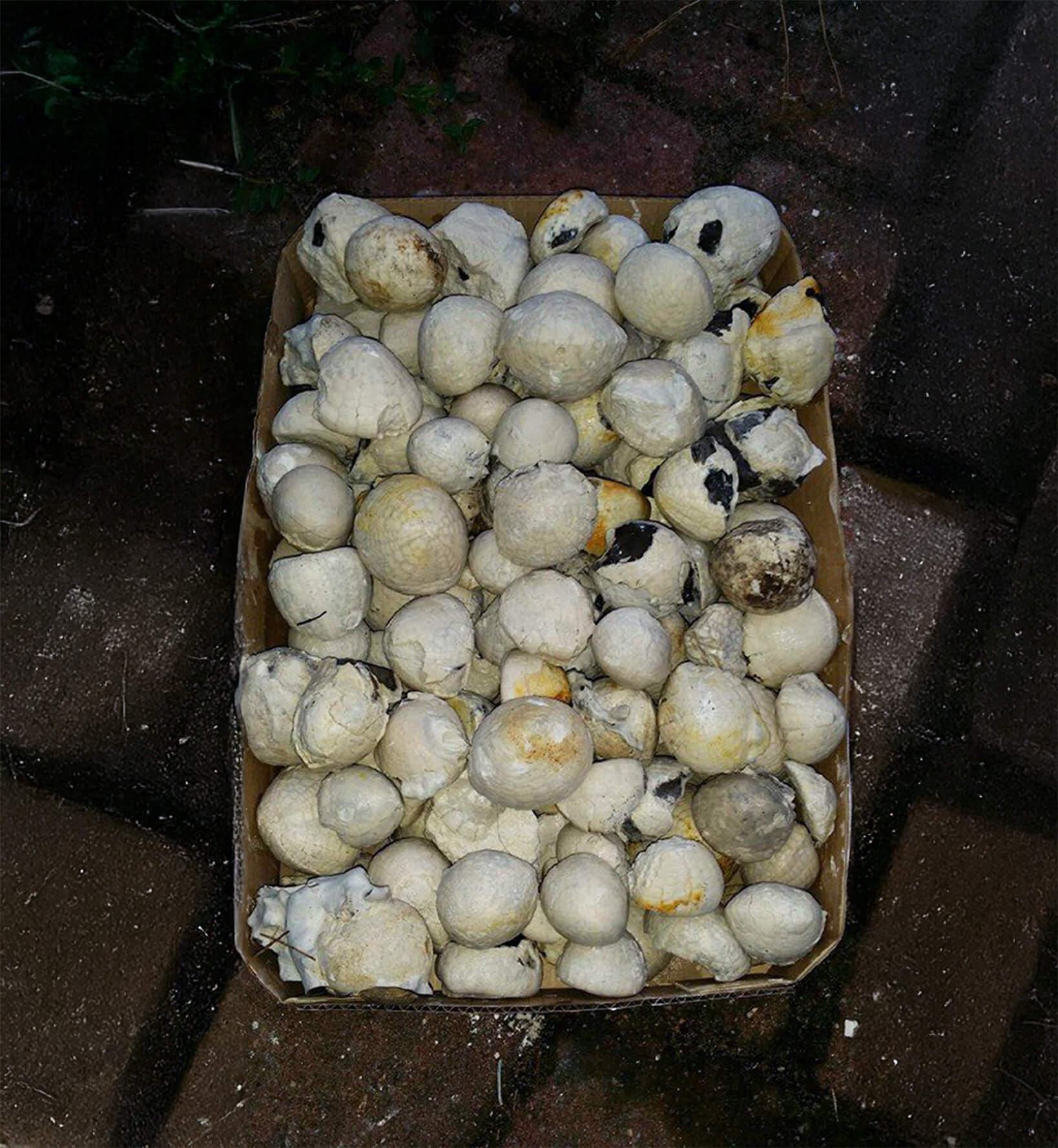 fossiler-i-danmark-i-kasse