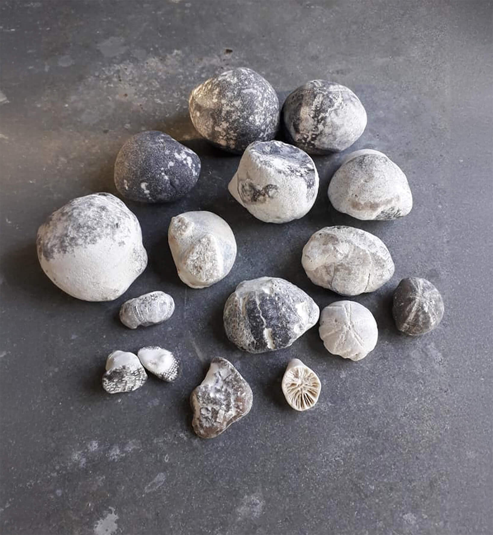 fossiler-i-danmark-paa-bordet