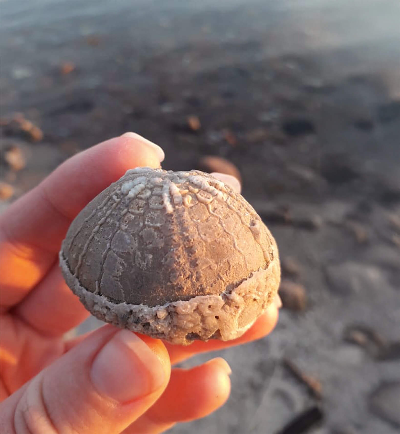 fossiler-i-danmark-paa-stranden