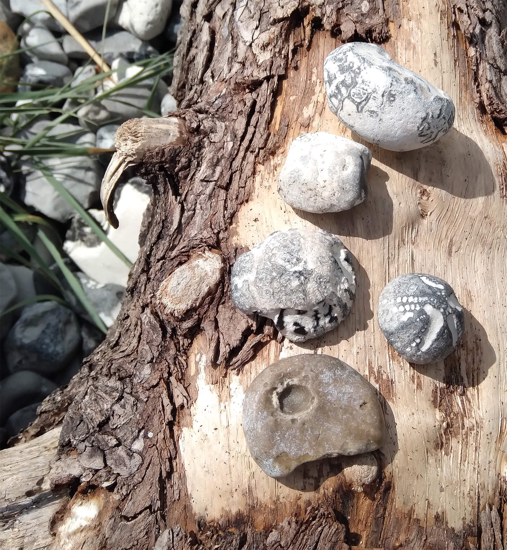 fossiler-i-danmark-paa-traestub